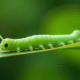 Chenille sphinx verte en macro sur une feuille en lumière naturelle