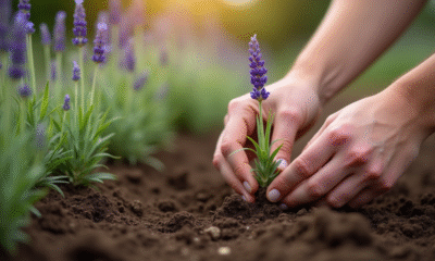 Mains plantant de la lavande dans la terre de jardin