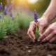 Mains plantant de la lavande dans la terre de jardin